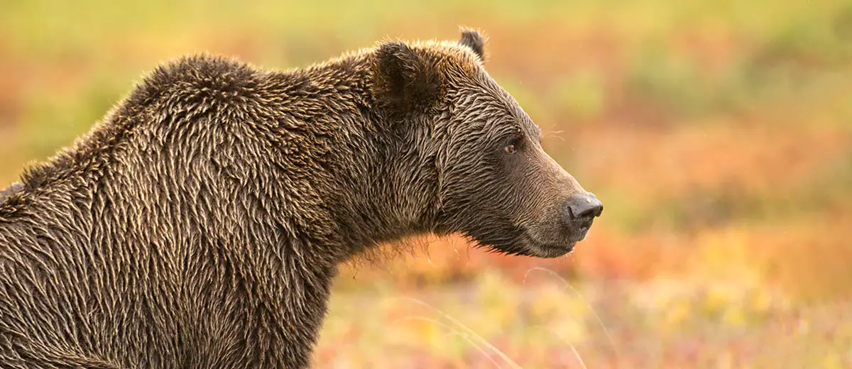 Grizzly Bear in Denali National Park, Alaska