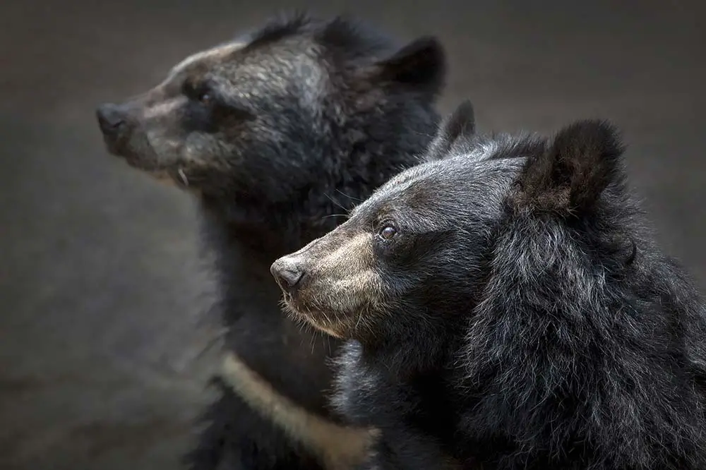 Pair of Asiatic black bears