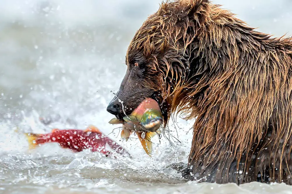 Bear fishing for salmon at Kurile Lake, Kamchatka, Russia