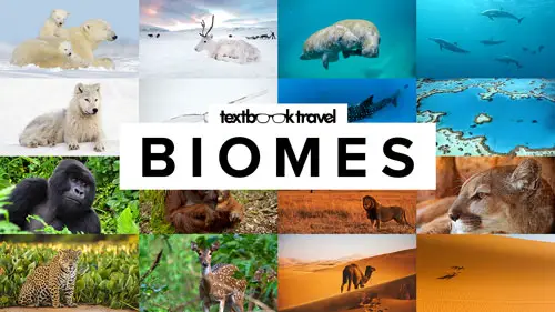 Biomes YouTube Thumbnail
