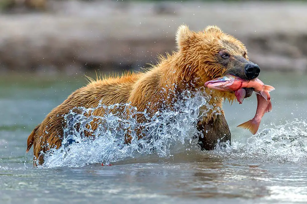 Brown bear eating salmon in Kamchatka, Russia | Giuseppe D'Amico / Shutterstock