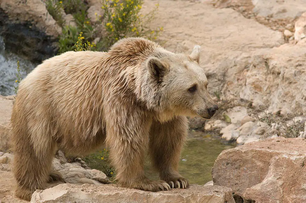 Syrian brown bear side profile