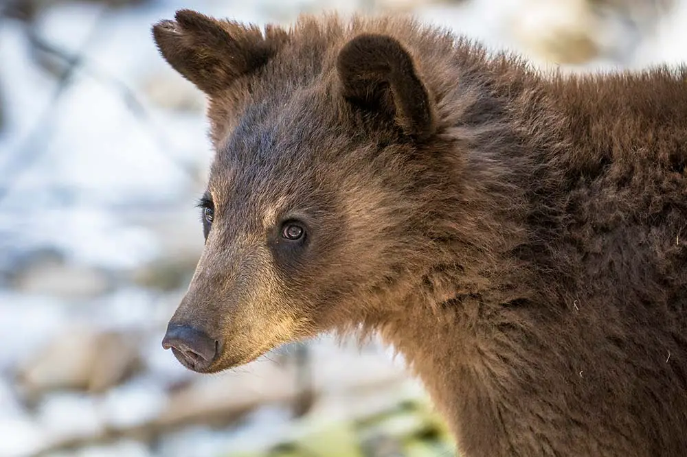 Cinnamon black bear cub at Adirondack Wildlife Refuge, Upstate New York