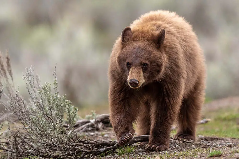 Cinnamon-coloured black bear cub