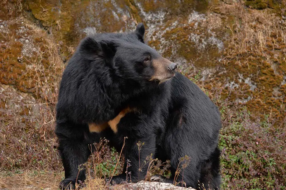 Himalayan black bear