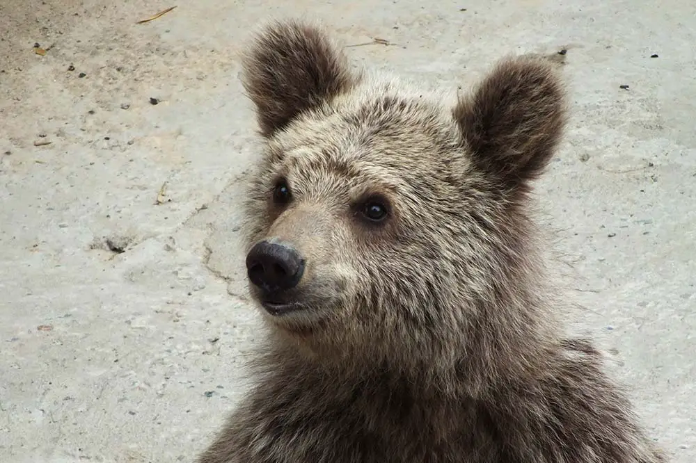 Himalayan brown bear cub