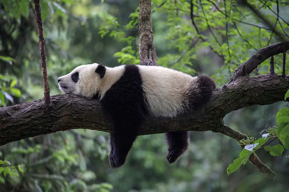 Panda bear sleeping on a tree branch