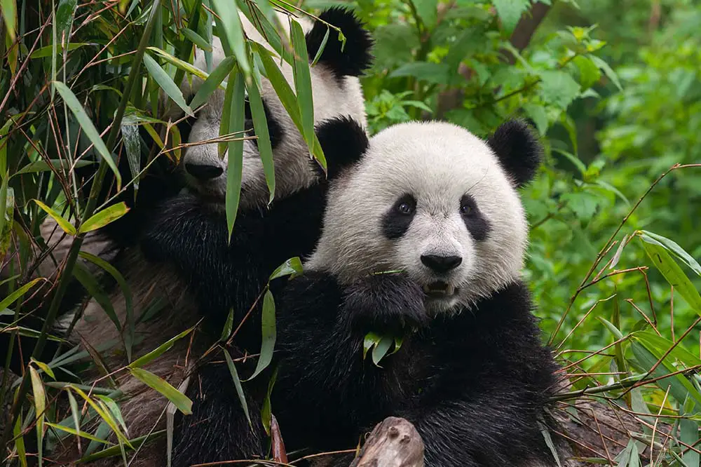 Panda bears eating bamboo