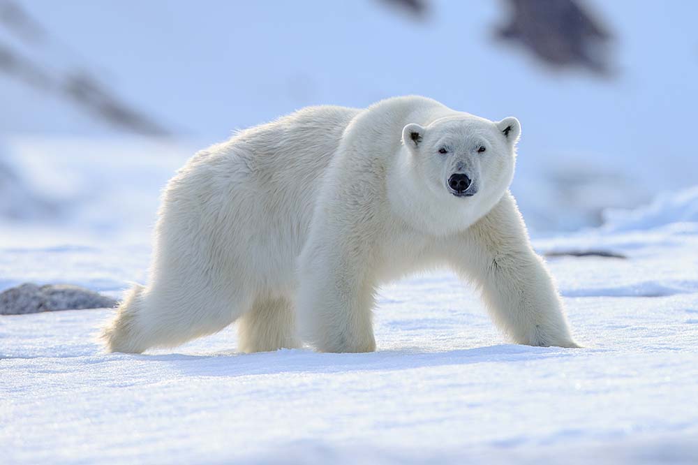 Polar bear