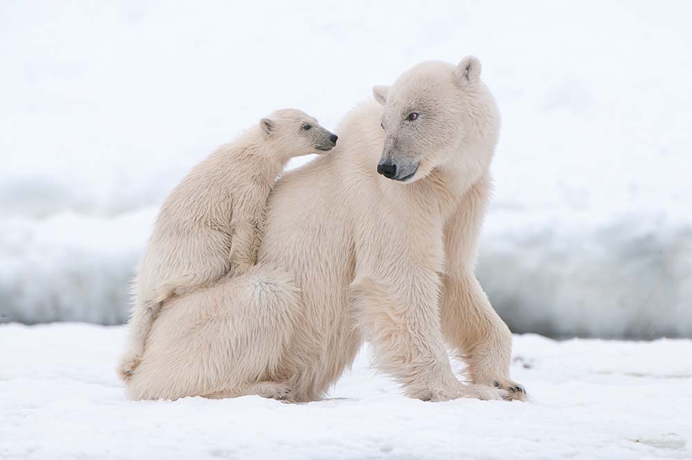 Polar bear with cub