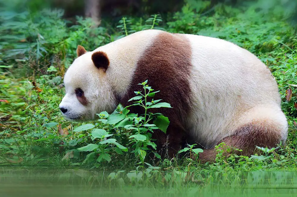 Qinling panda