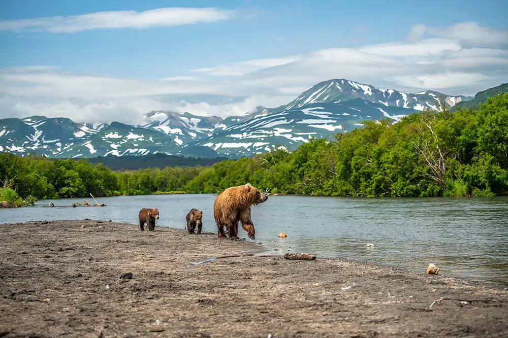 Brown bears of Kamchatka roaming the landscape