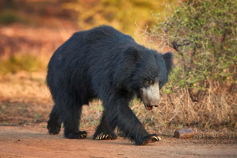 Sloth bear in Ranthambore