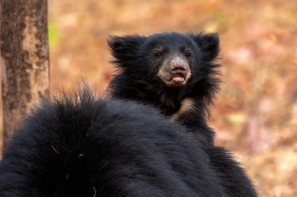Sloth bear and cub riding on her back