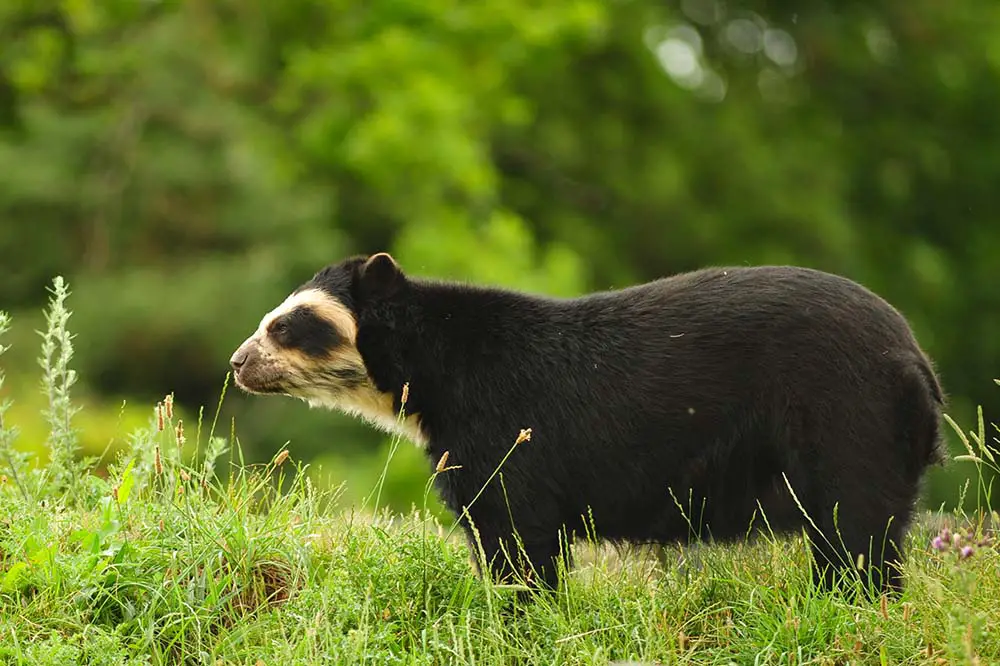 Spectacled bear