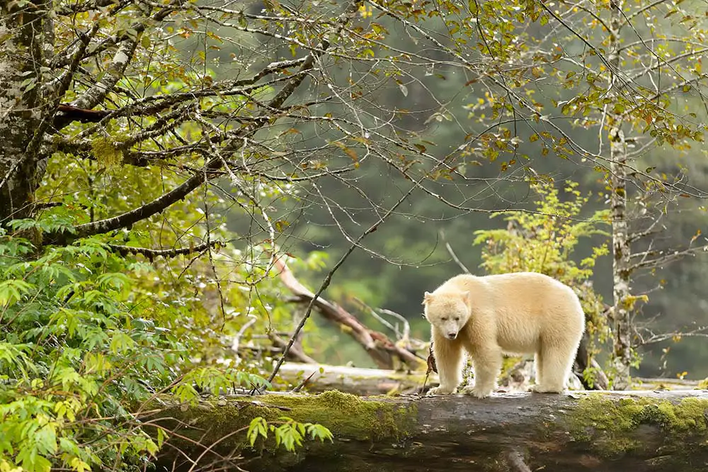 Spirit bear adult