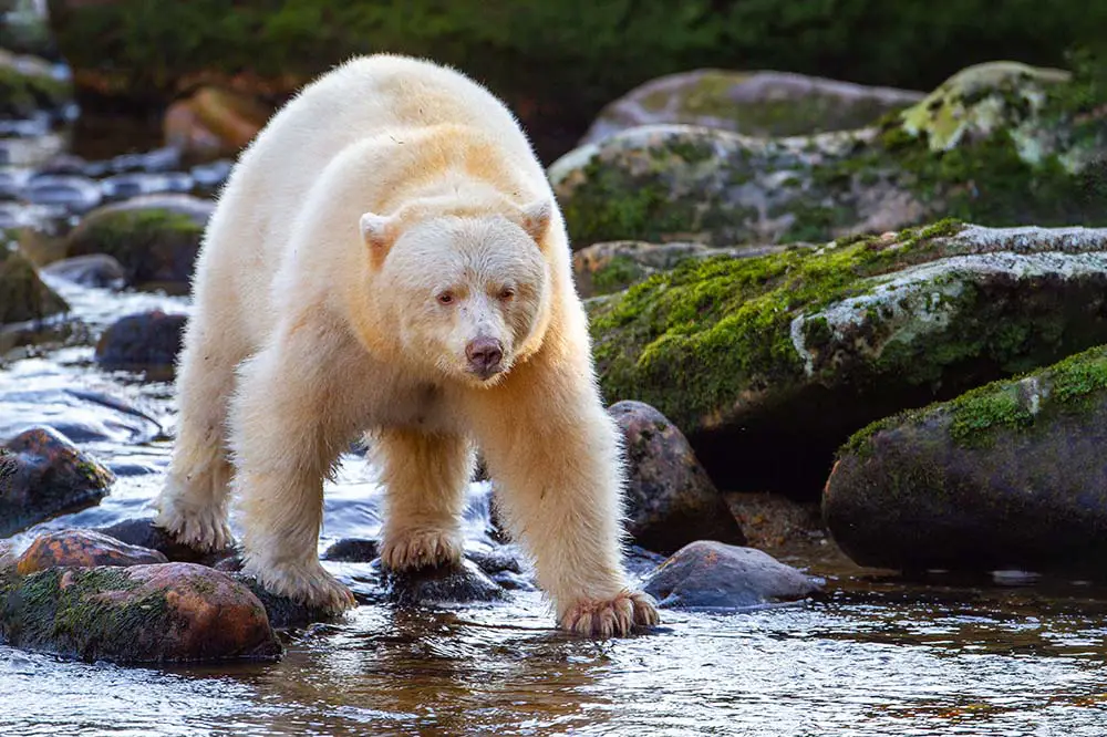 Spirit bear searching for salmon in BC, Canada