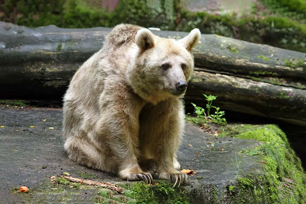 Syrian brown bear