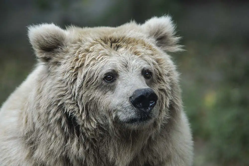 Adult Himalayan brown bear