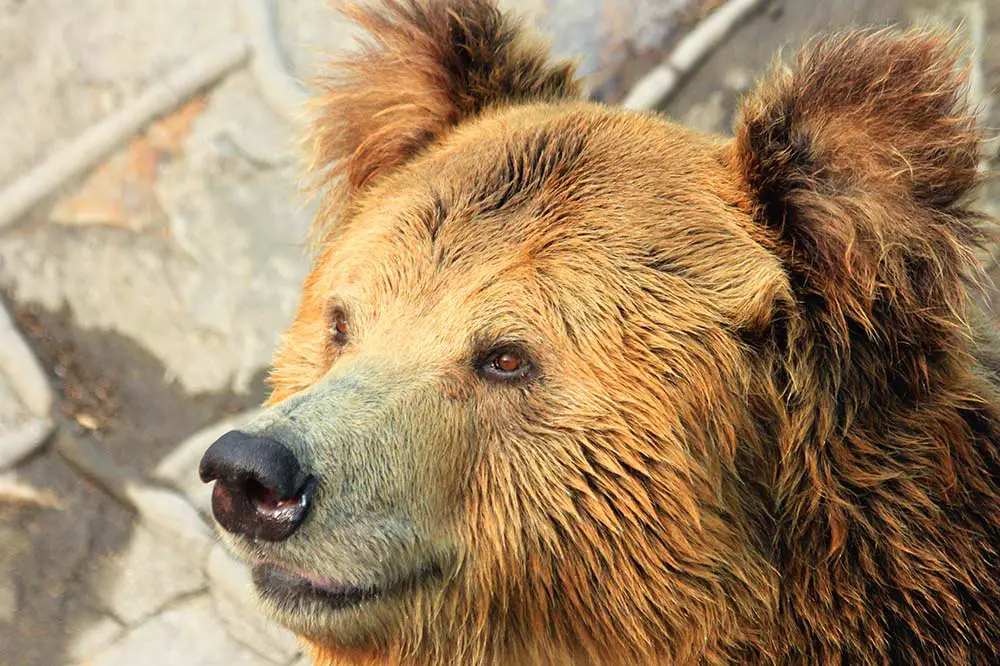 Tibetan blue bear