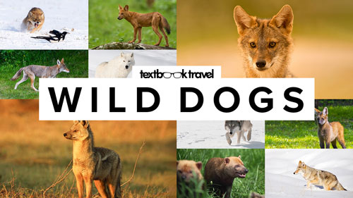 Wild Dogs YouTube Thumbnail