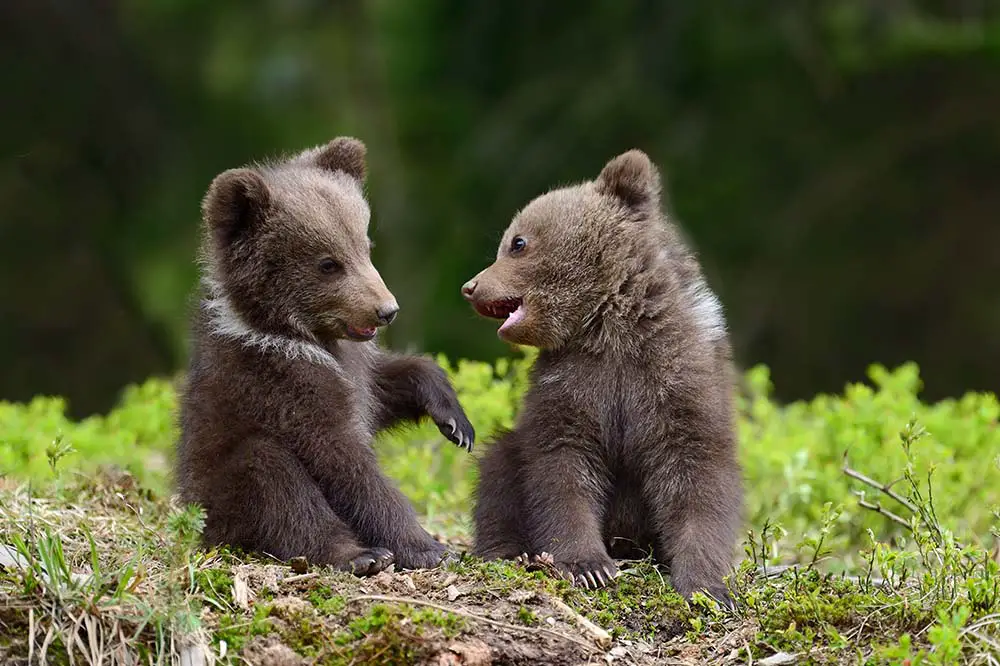 Wild brown bear cub close-up