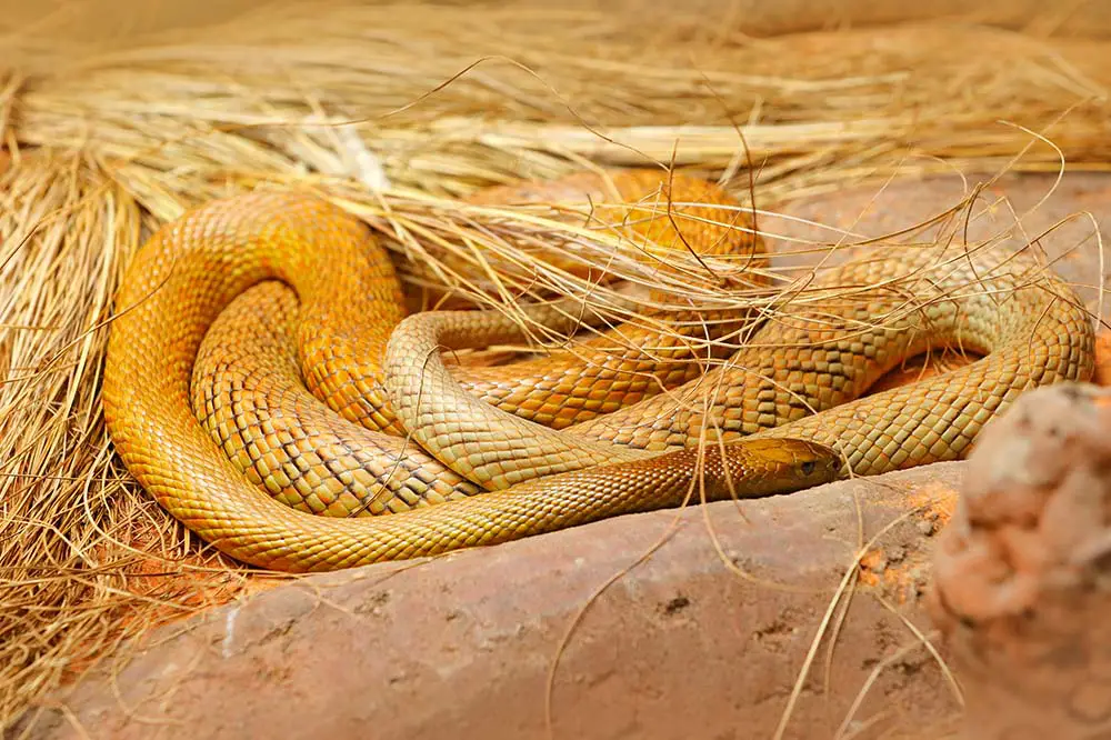 Yellow inland taipan in Australia