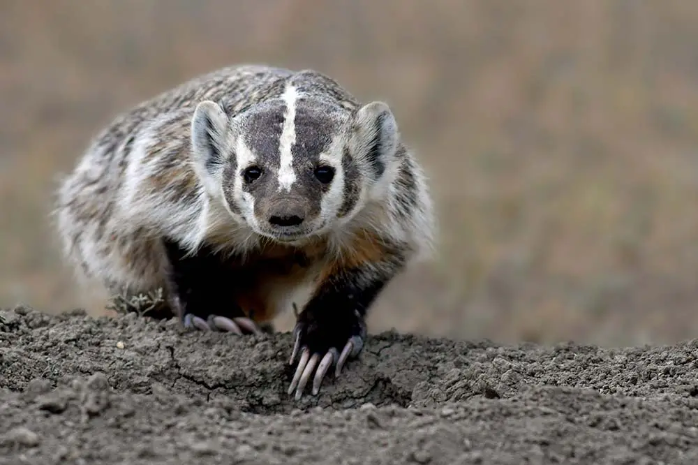American Badger at a prairie dog burrow