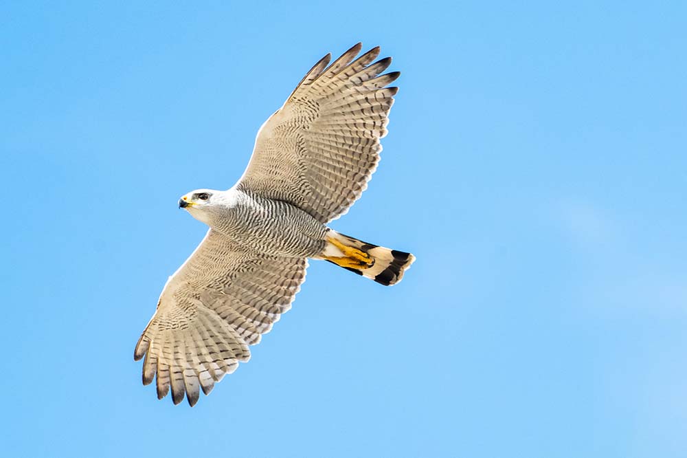 A Gray-lined hawk hunts above on a clear day