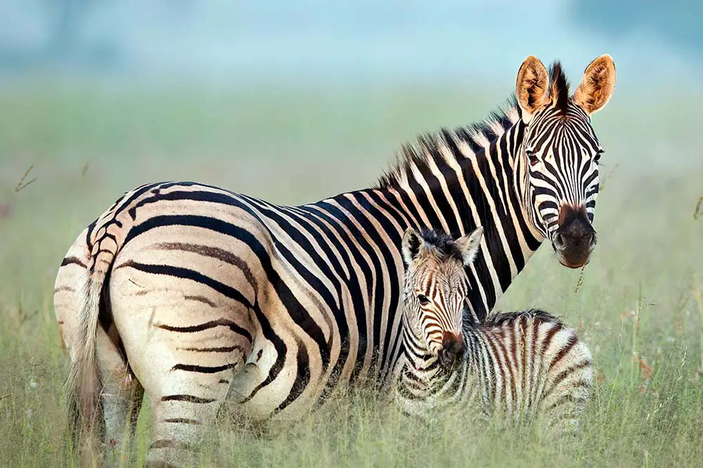 A Zebra Mom with her baby zebra