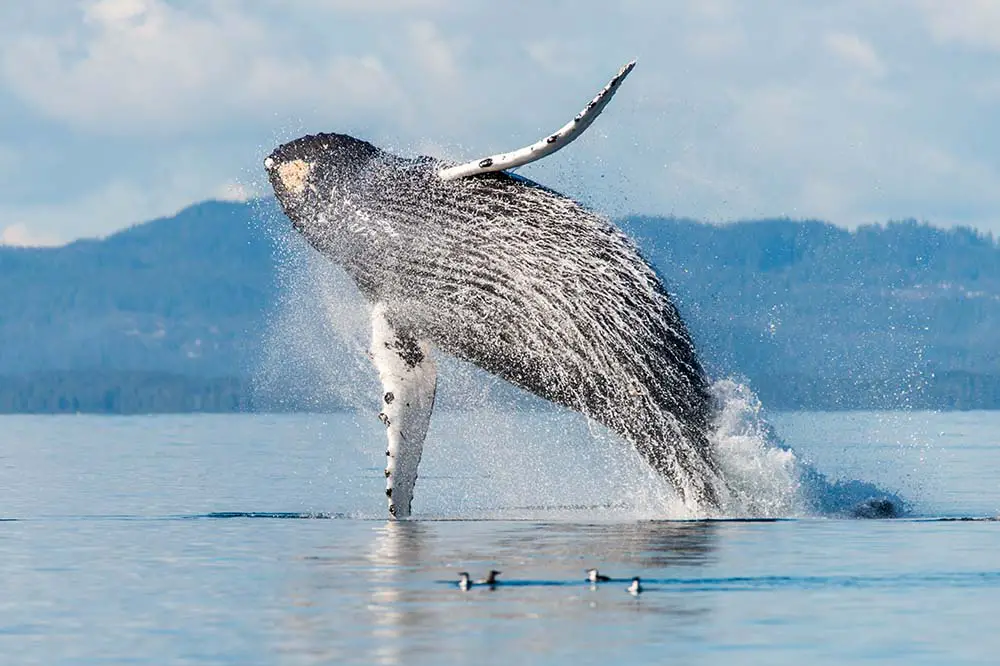 Humpback whale breaches in the Broughton Archipelago, British Columbia, Canada