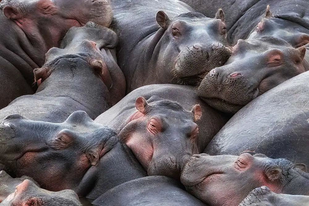 A pod of hippos huddle together in the Mara River, Kenya