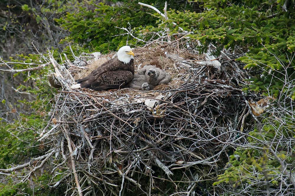 Adult Bald Eagle is standing guard over two chicks in a nest Signal Hill National Historic Site, St. John's, Newfoundland and Labrador, Canada