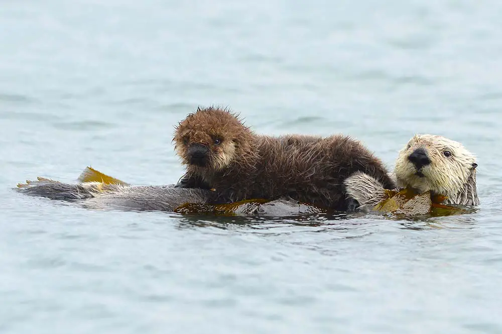 Adult sea otter with infant