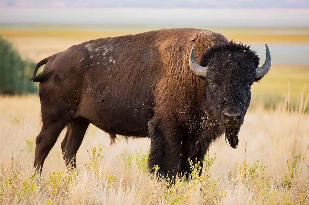 American Bison