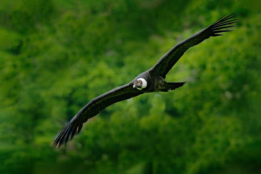 Andean condor in Peru