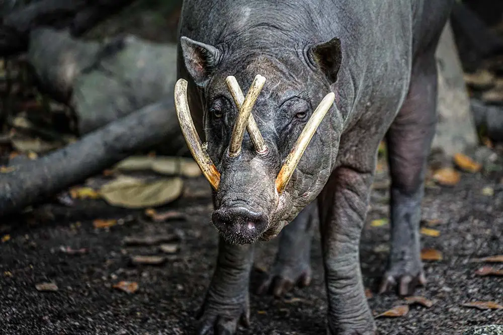 Babirusa male