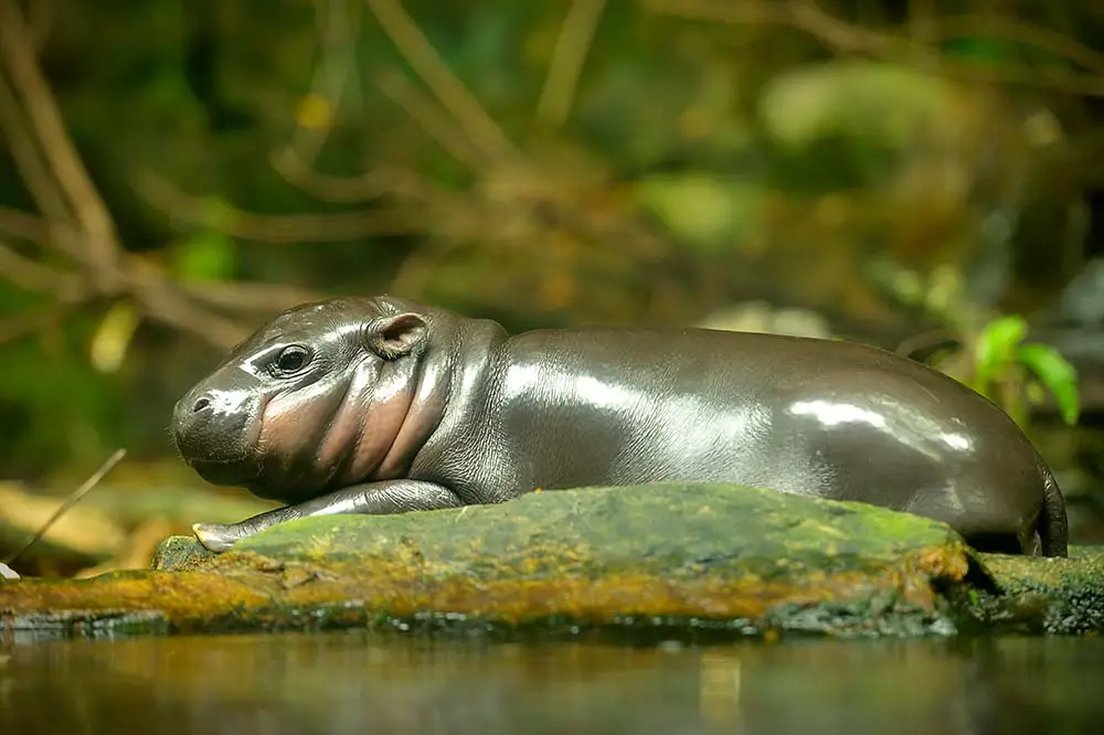 Pygmy hippopotamus calf