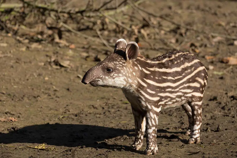 Baby of the endangered South American tapir