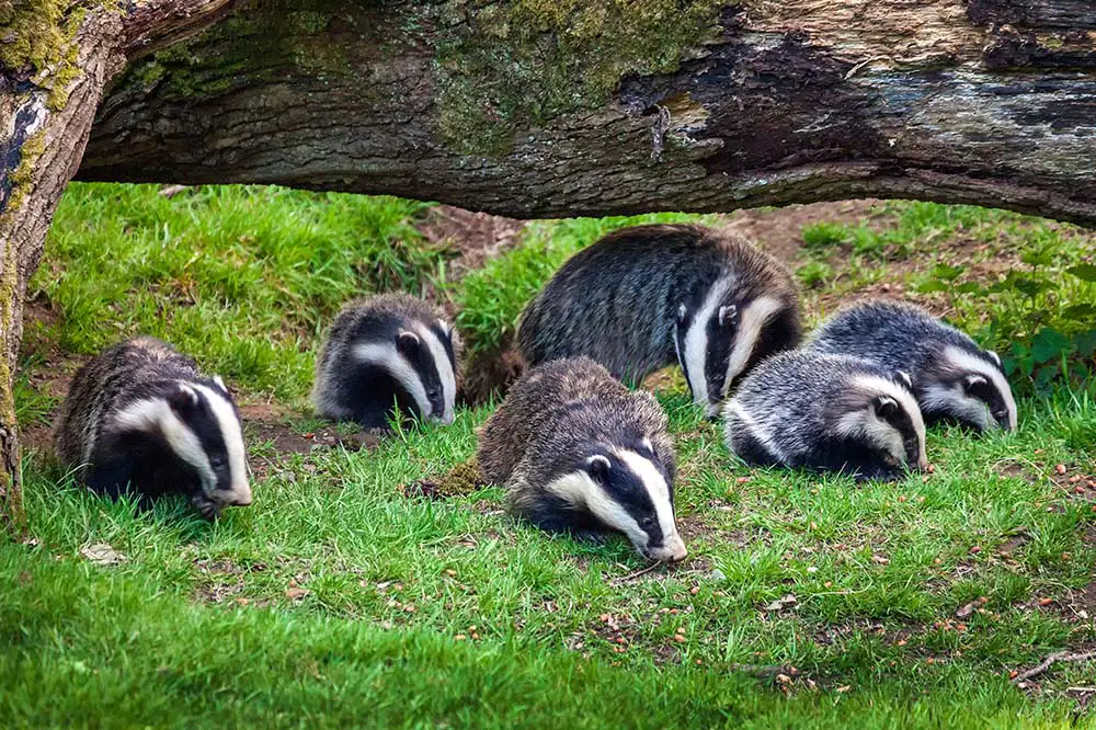 Badger sow and cubs