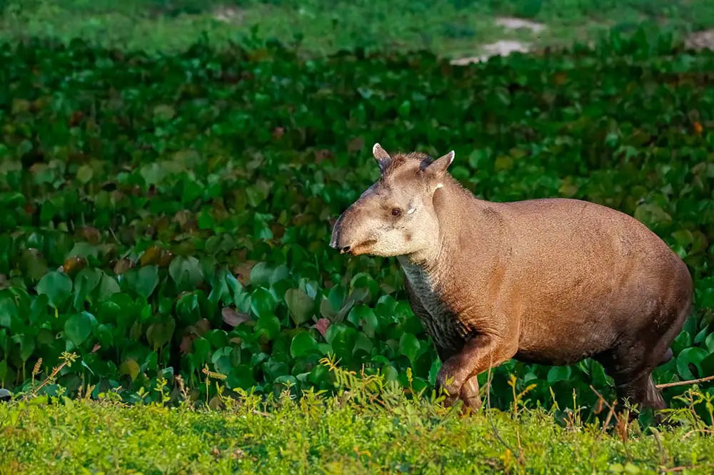 Baird's tapir (Tapirus bairdii) in Corcovado National Park, Costa Rica