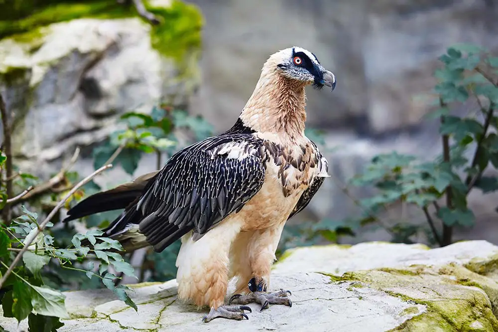 Lammergeier or bearded vulture