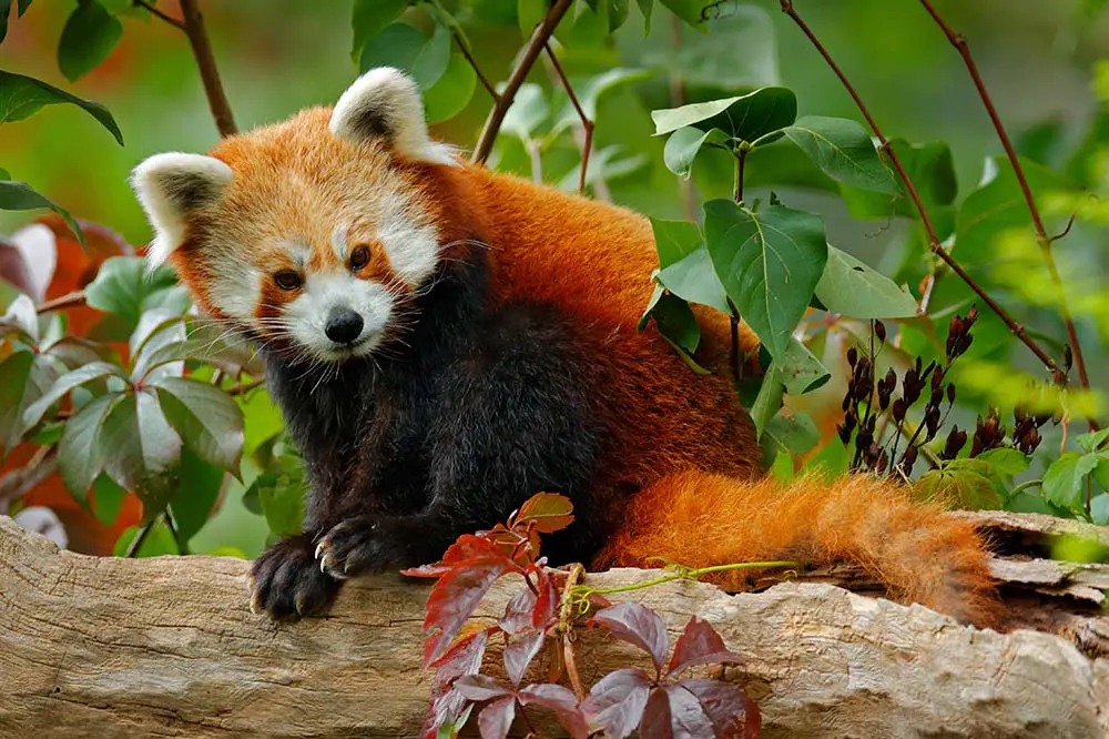 Beautiful red panda