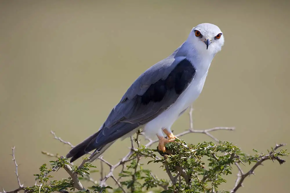 Black-shouldered kite