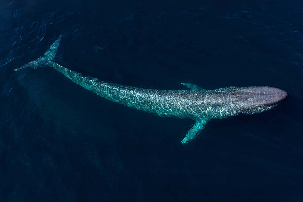 Blue whale in Monterey Bay, California