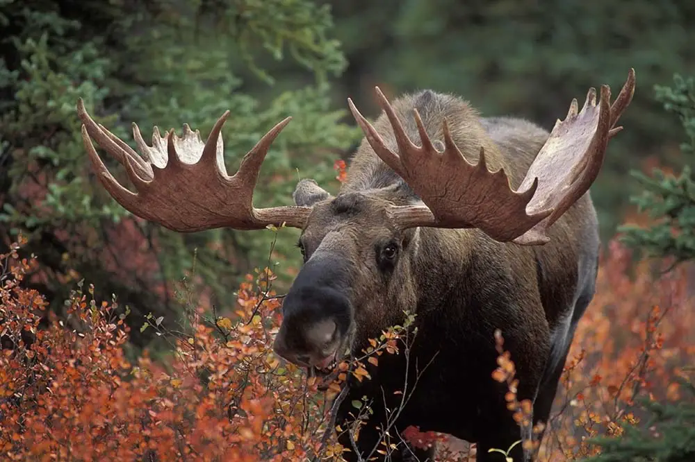 Bull moose in Denali National Park, Alaska
