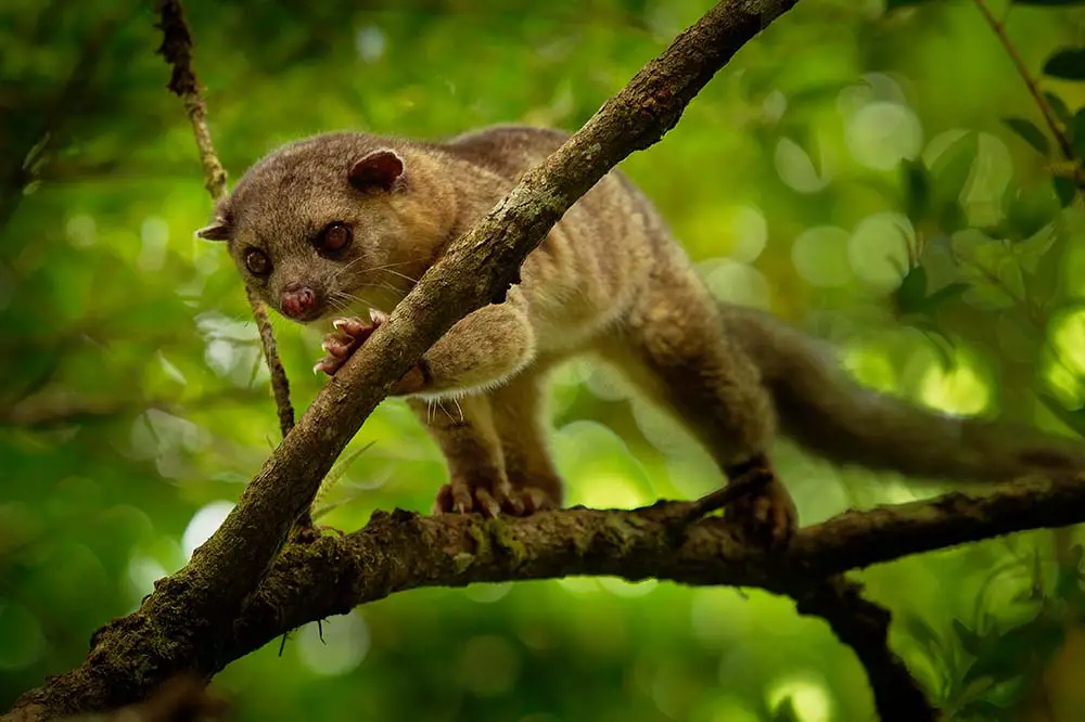 Bushy-tailed olingo