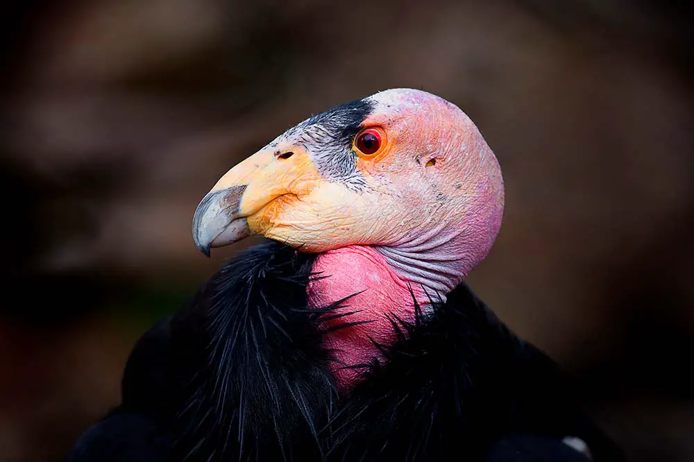 California condor