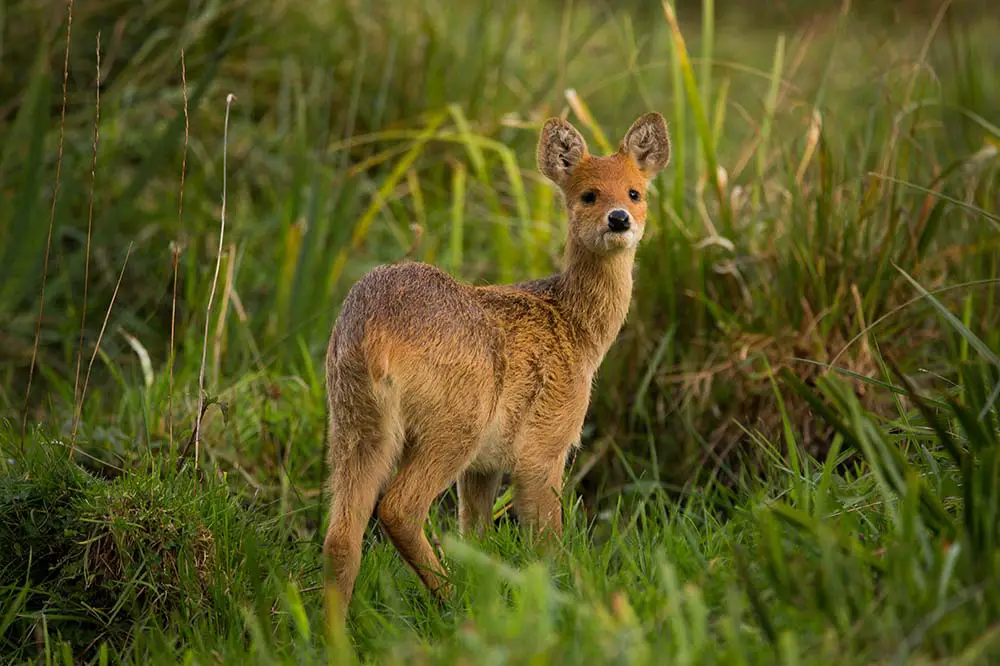 Chinese water deer