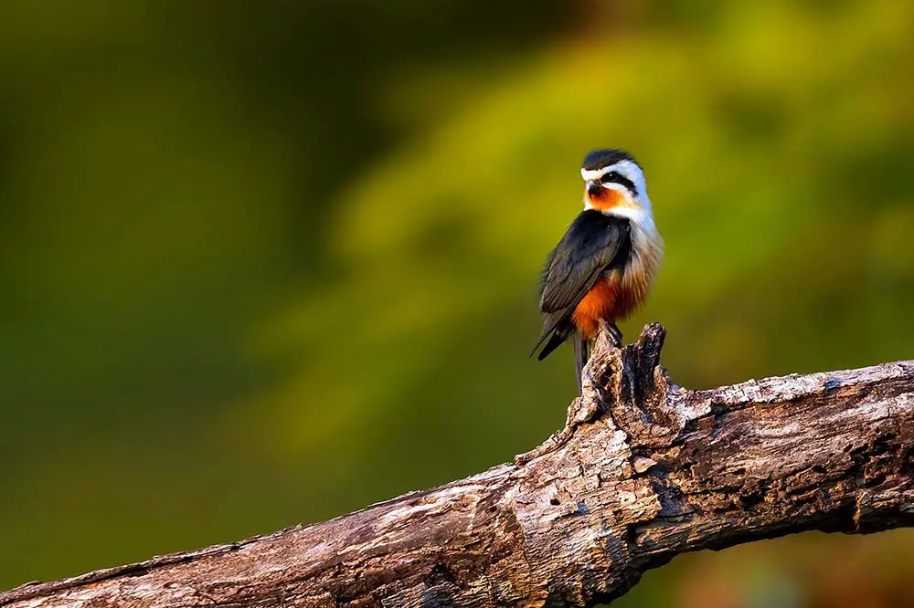 Collared falconet